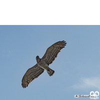 گونه عقاب مارخور Short-toed Eagle